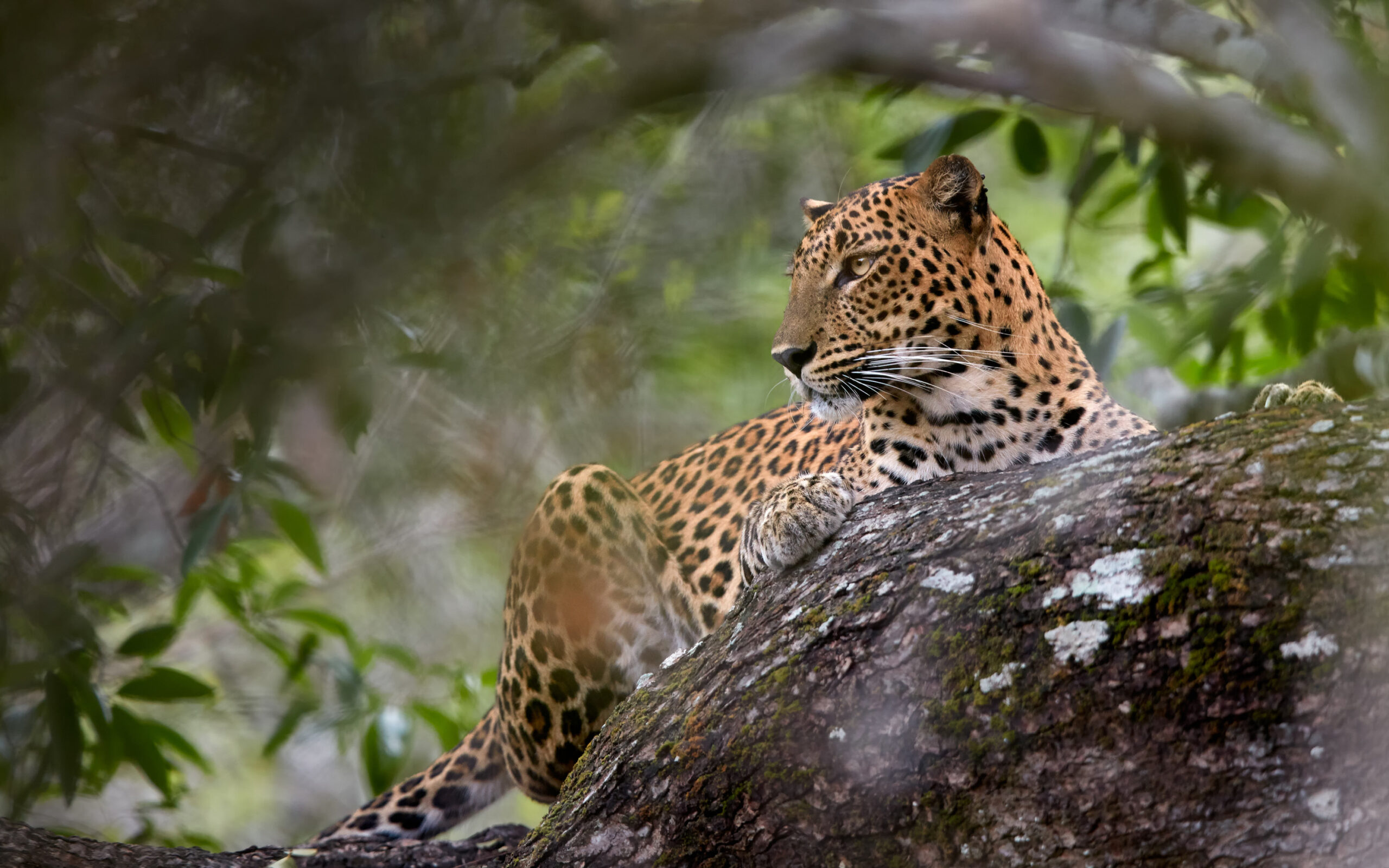 sri lanka leopard trae scaled