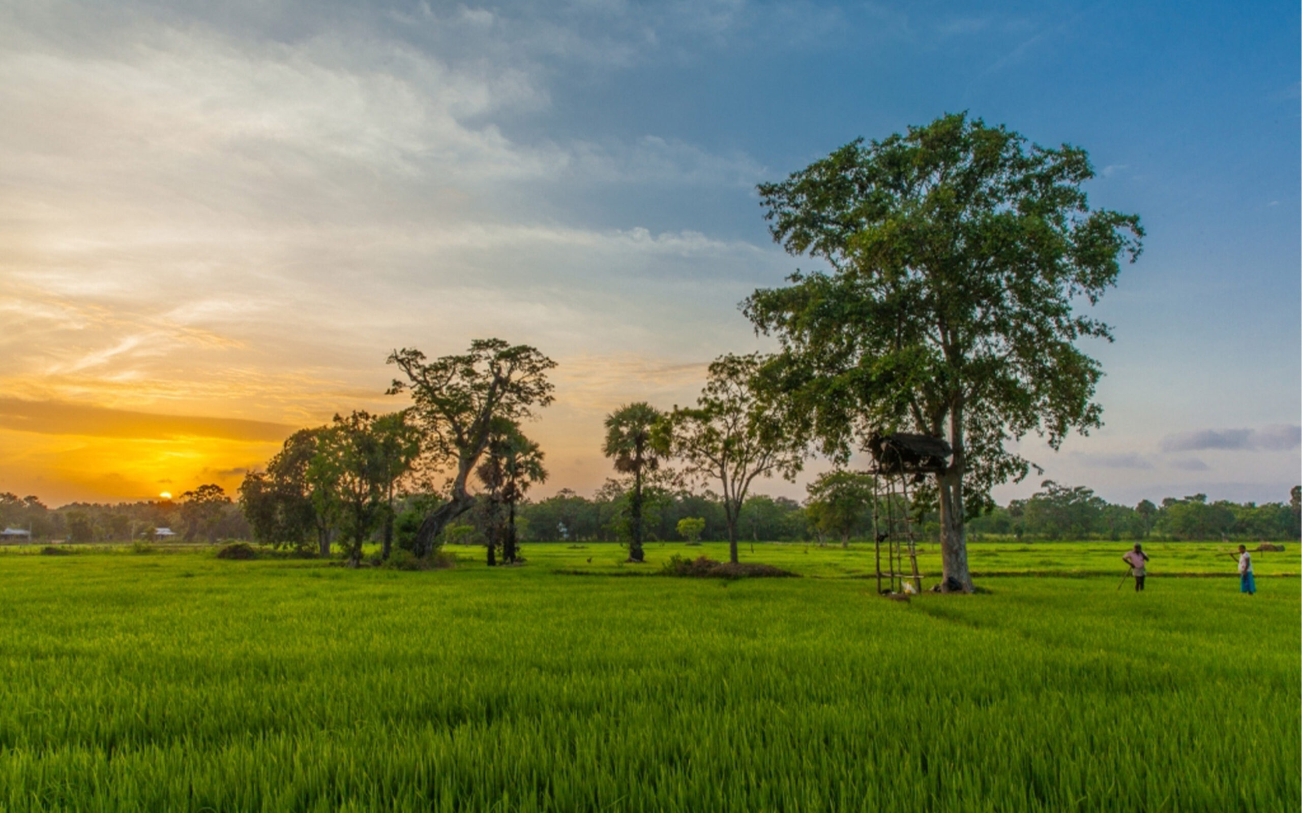 Sri Lanka Uga Ulagalla Rismarker Thirappane