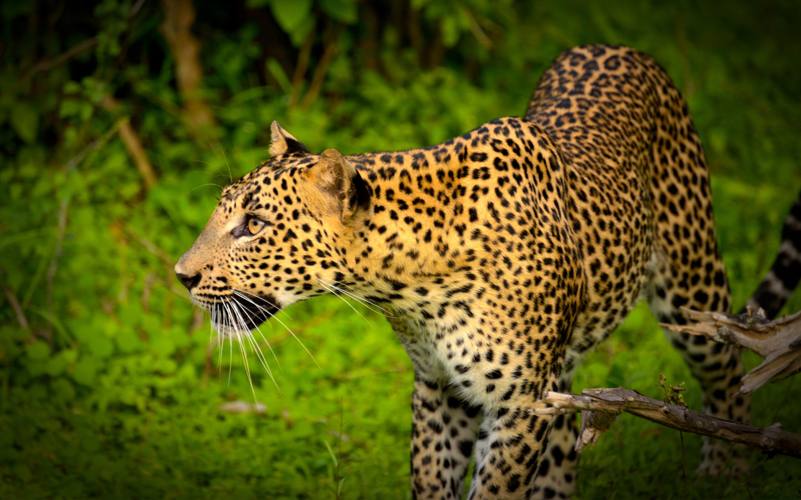 Sri Lanka Yala Flameback Eco Odge Safari Leopard