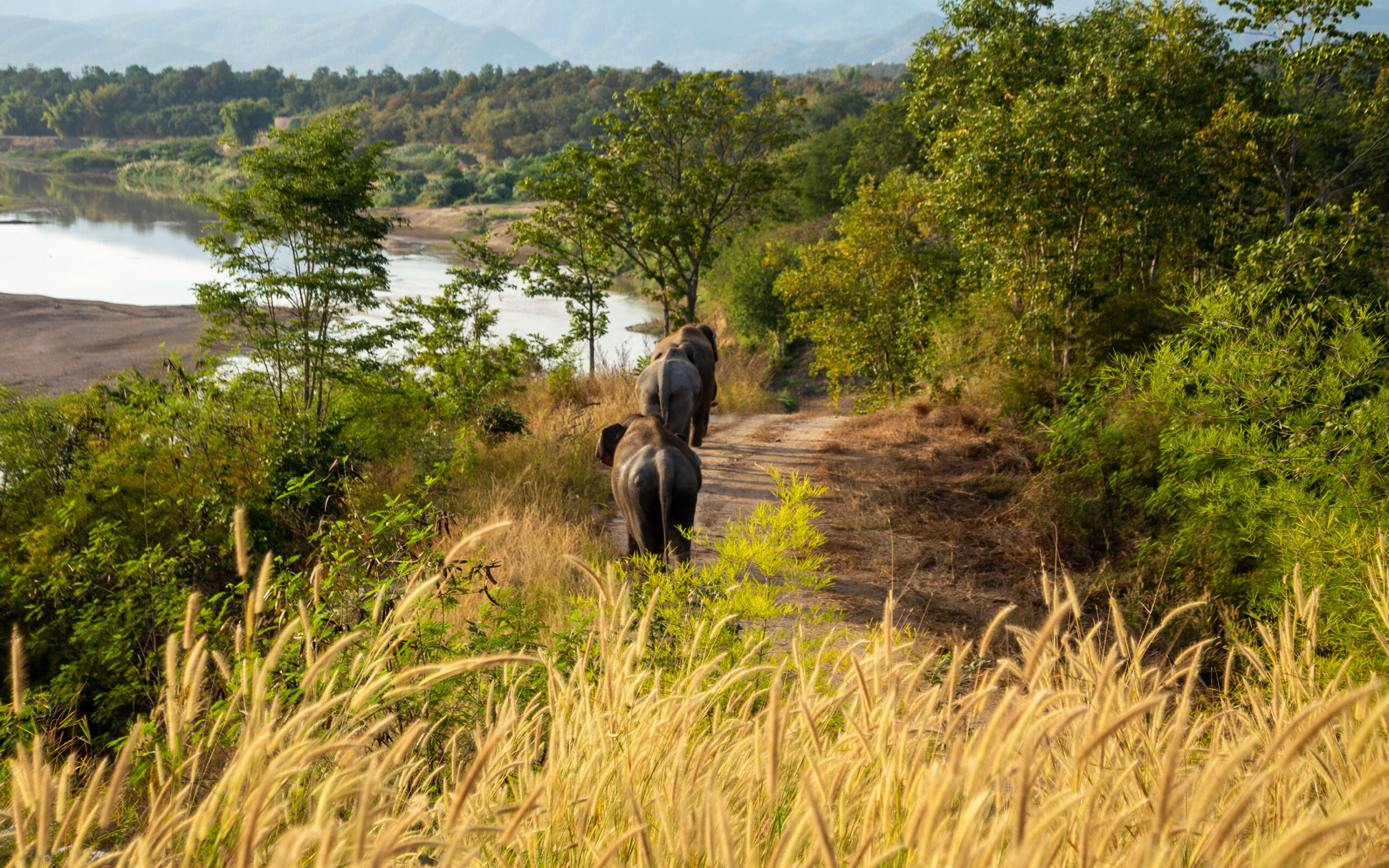 Thailand, Chiang Mai, The Bush Camp, Elephants Outside