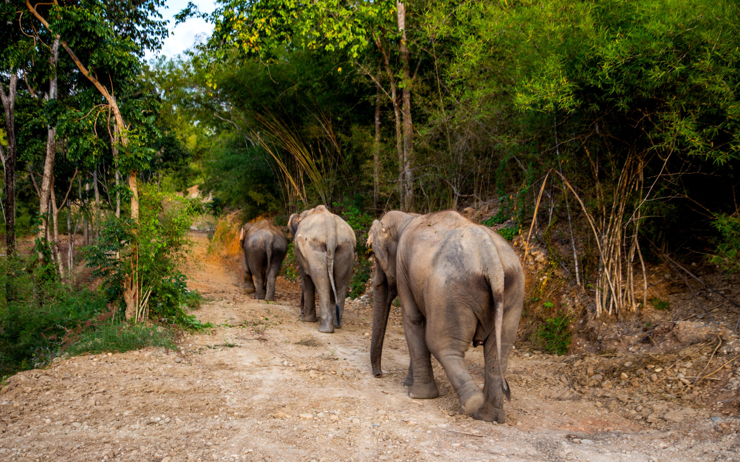 Thailand, Chiang Mai, The Bush Camp, Elephants walking