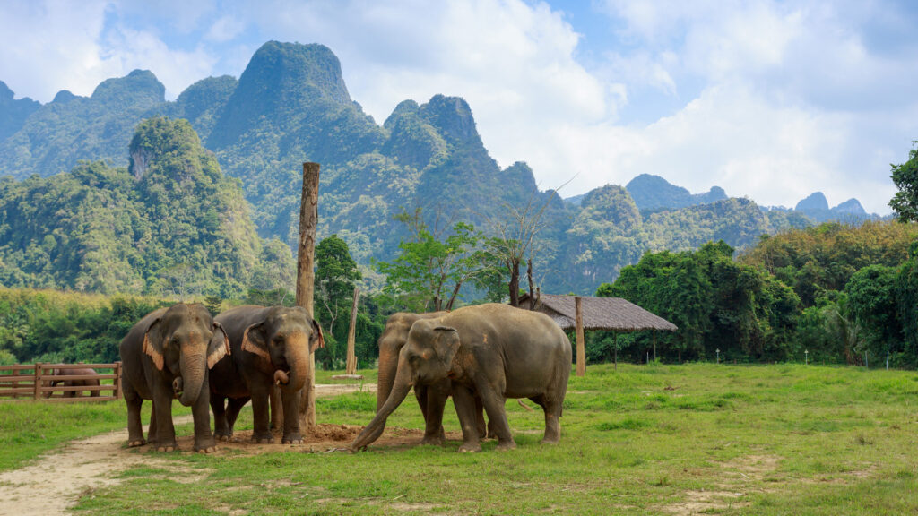 Thailand, Khao Sok, Elephant Hills, Elephants home