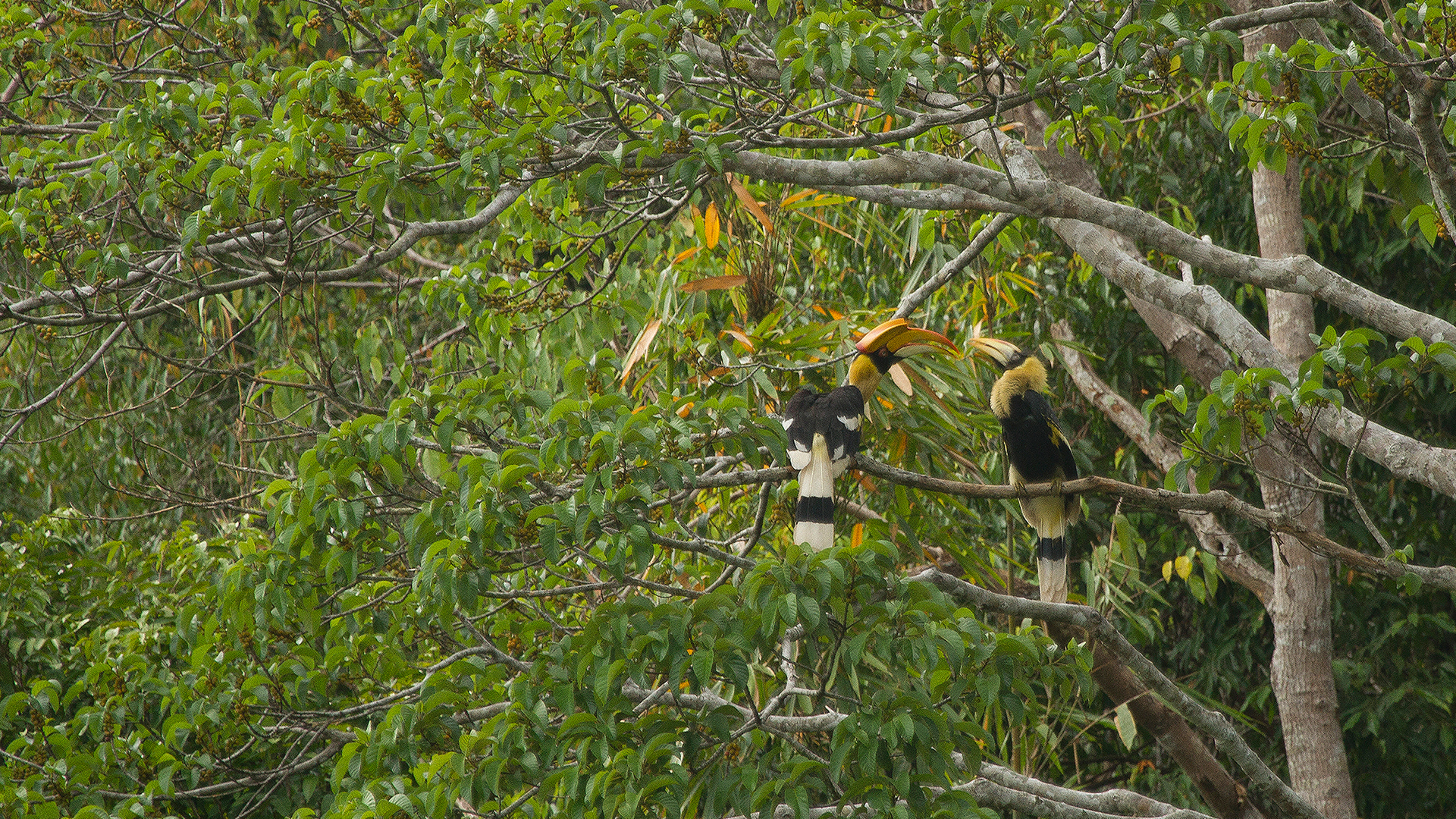 Thailand, Khao Sok, Elephant Hills, Hornbill