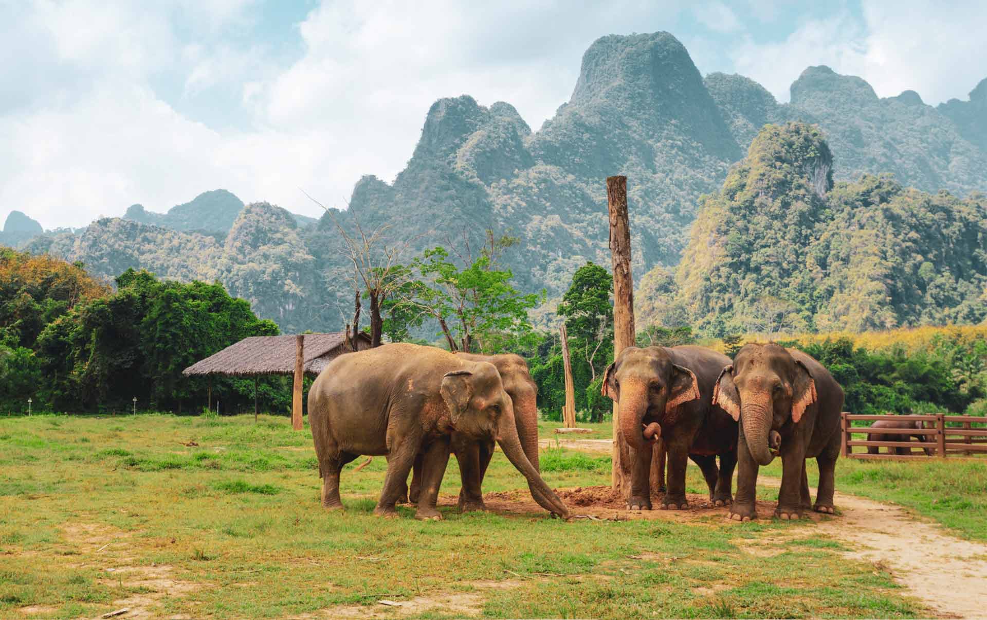 Thailand khao sok national park elephant elephant hills fire elefanter leger med pind oplevelse
