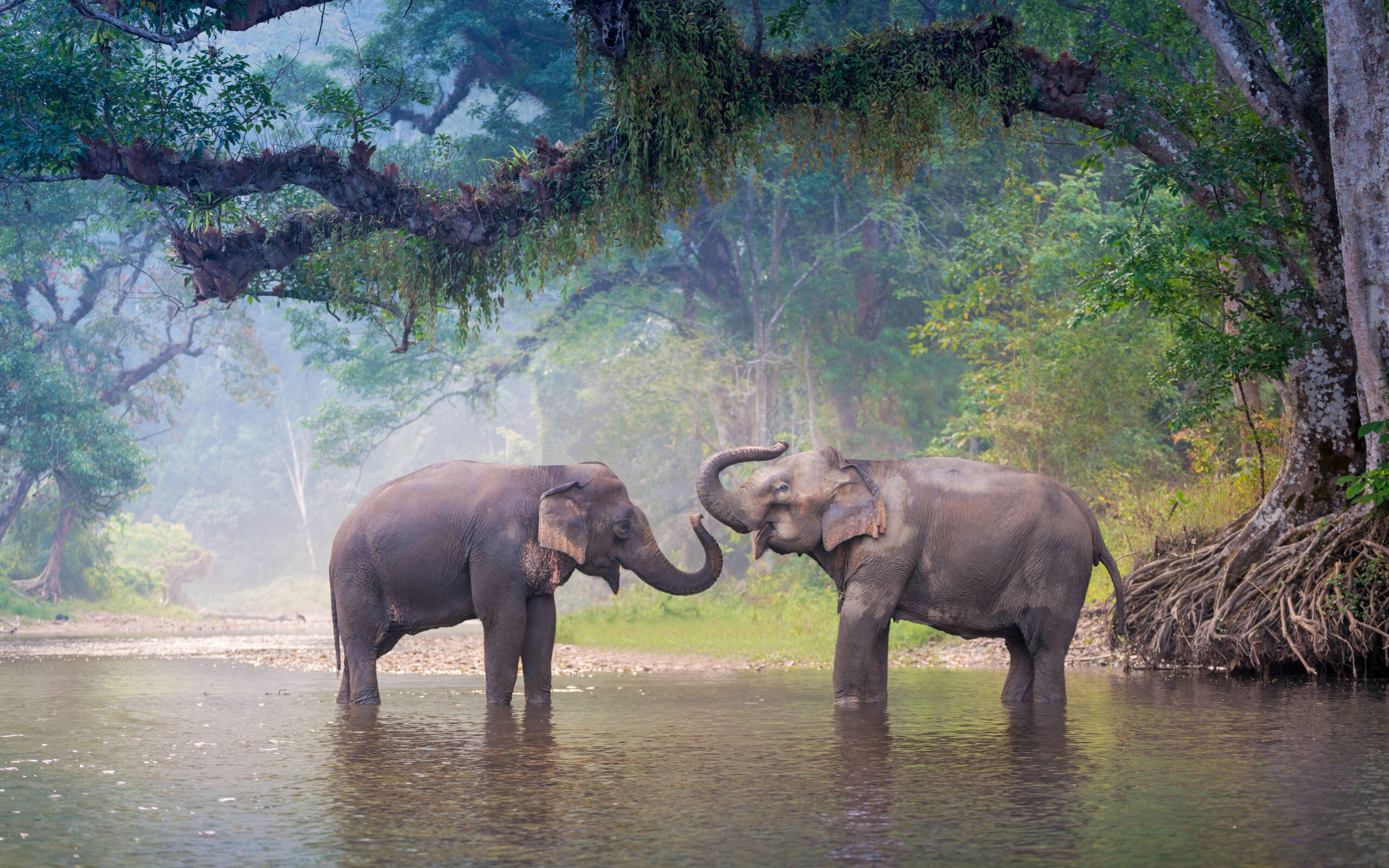 Thailand, Chiang Mai, The Bush Camp, Elephants walking