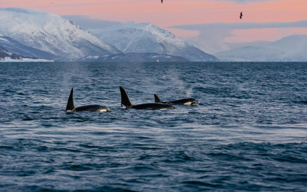 Norge Tromsoe Hvalsafari Norwegian Travel