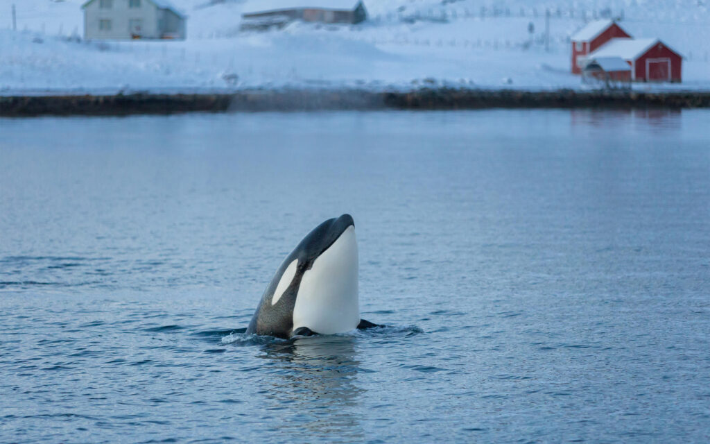 Norge Tromsoe Hvalsafari Norwegian Travel