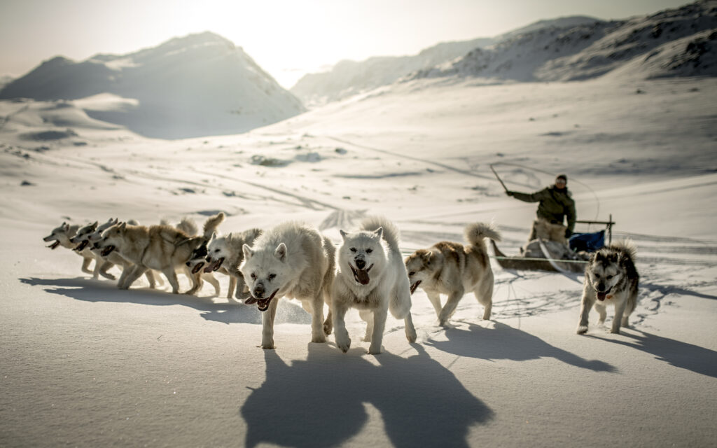 Grønland Ulloriaq Driving His Sled Dogs Near Sisimiut In Greenland kredit visit greenland