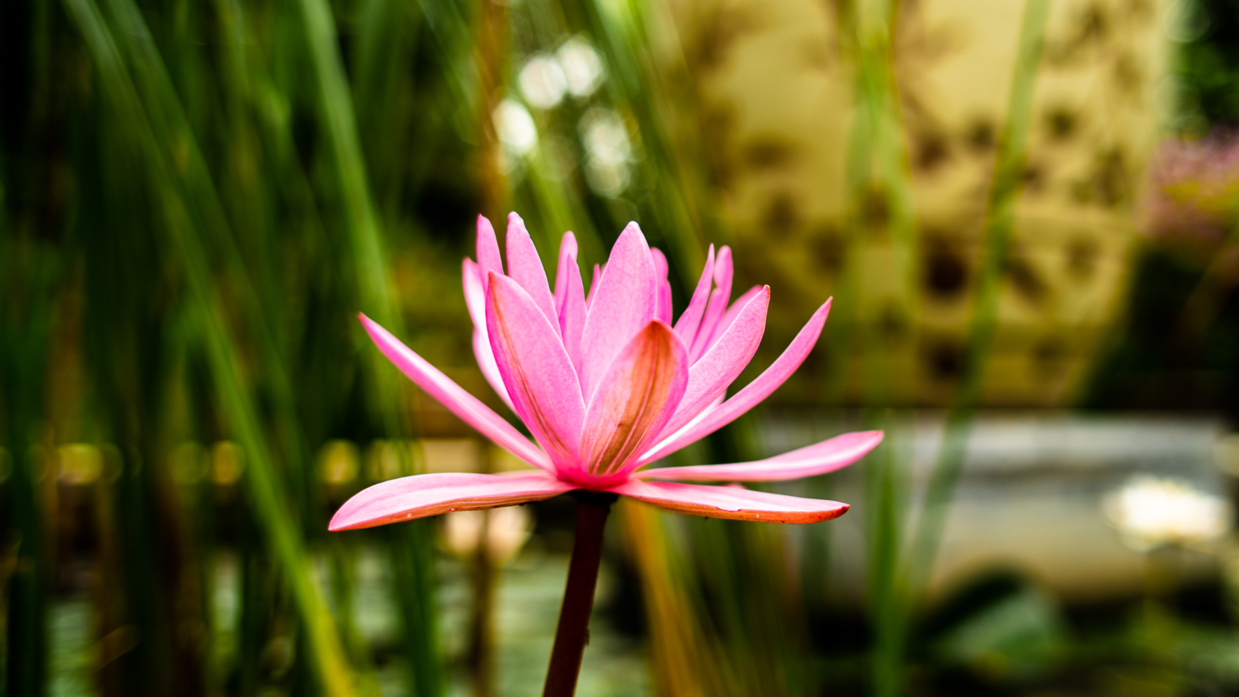 Vietnam ninh binh tam coc garden flower