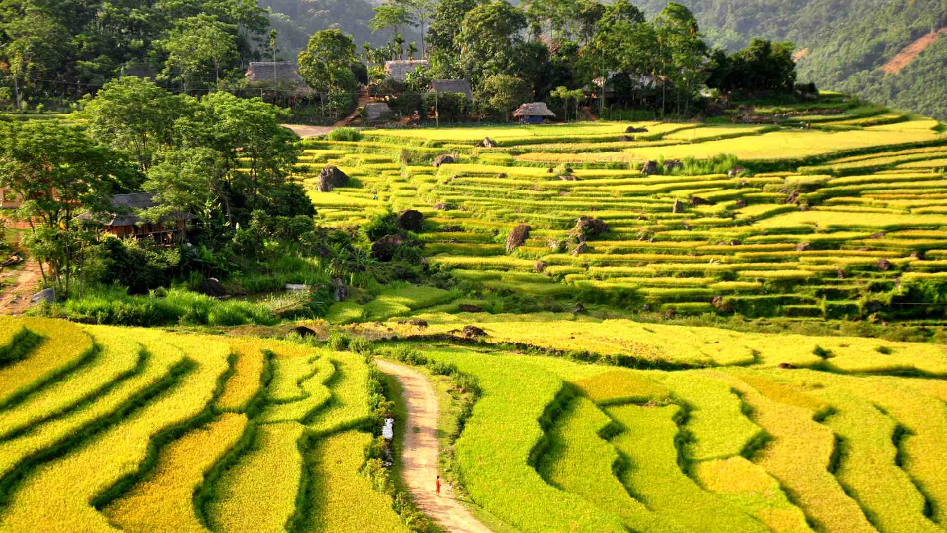 Vietnam pu luong