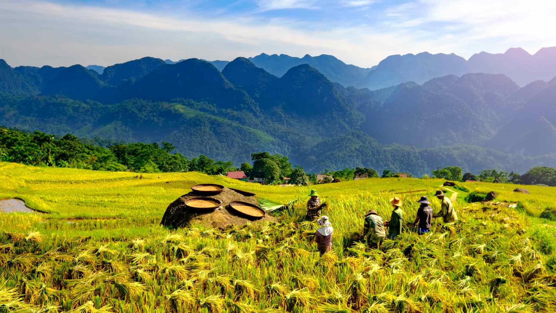 vietnam rismarker