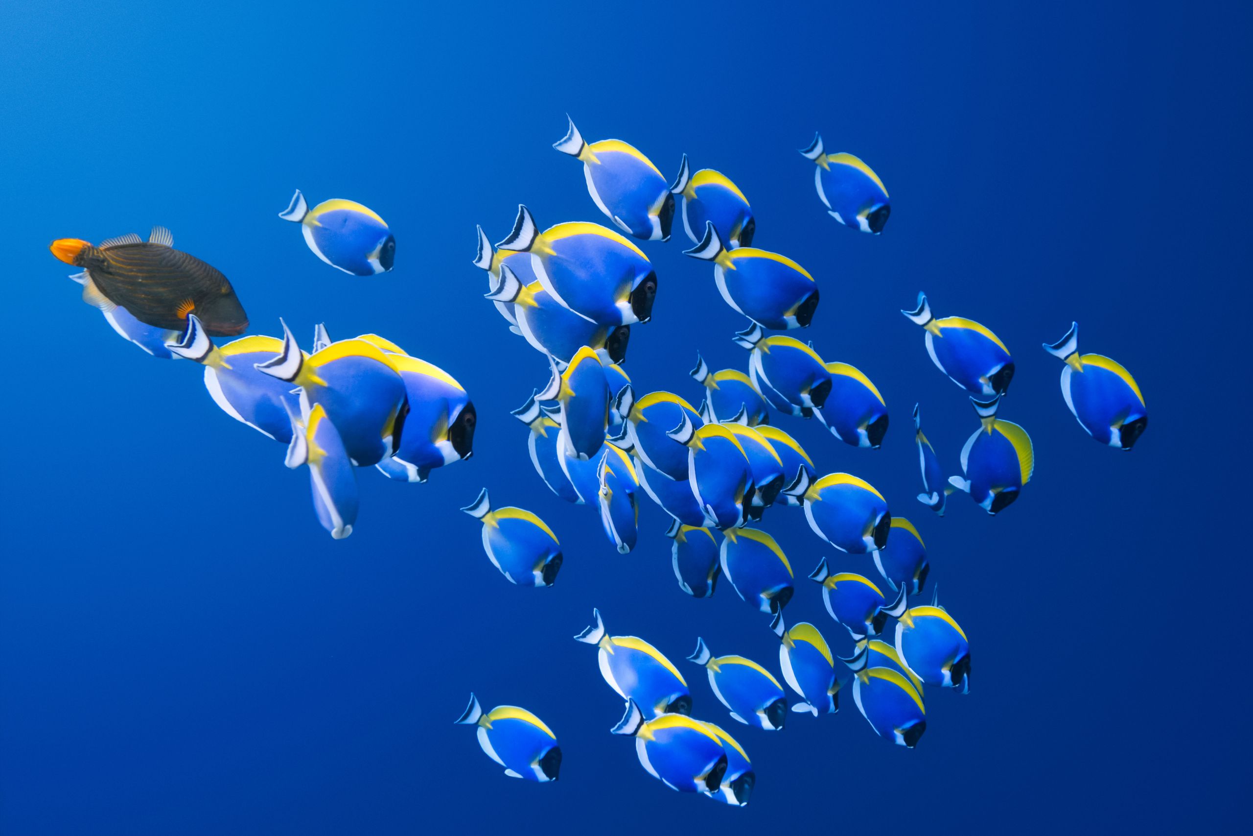 maldiverne avani plus fares snorkling fisk