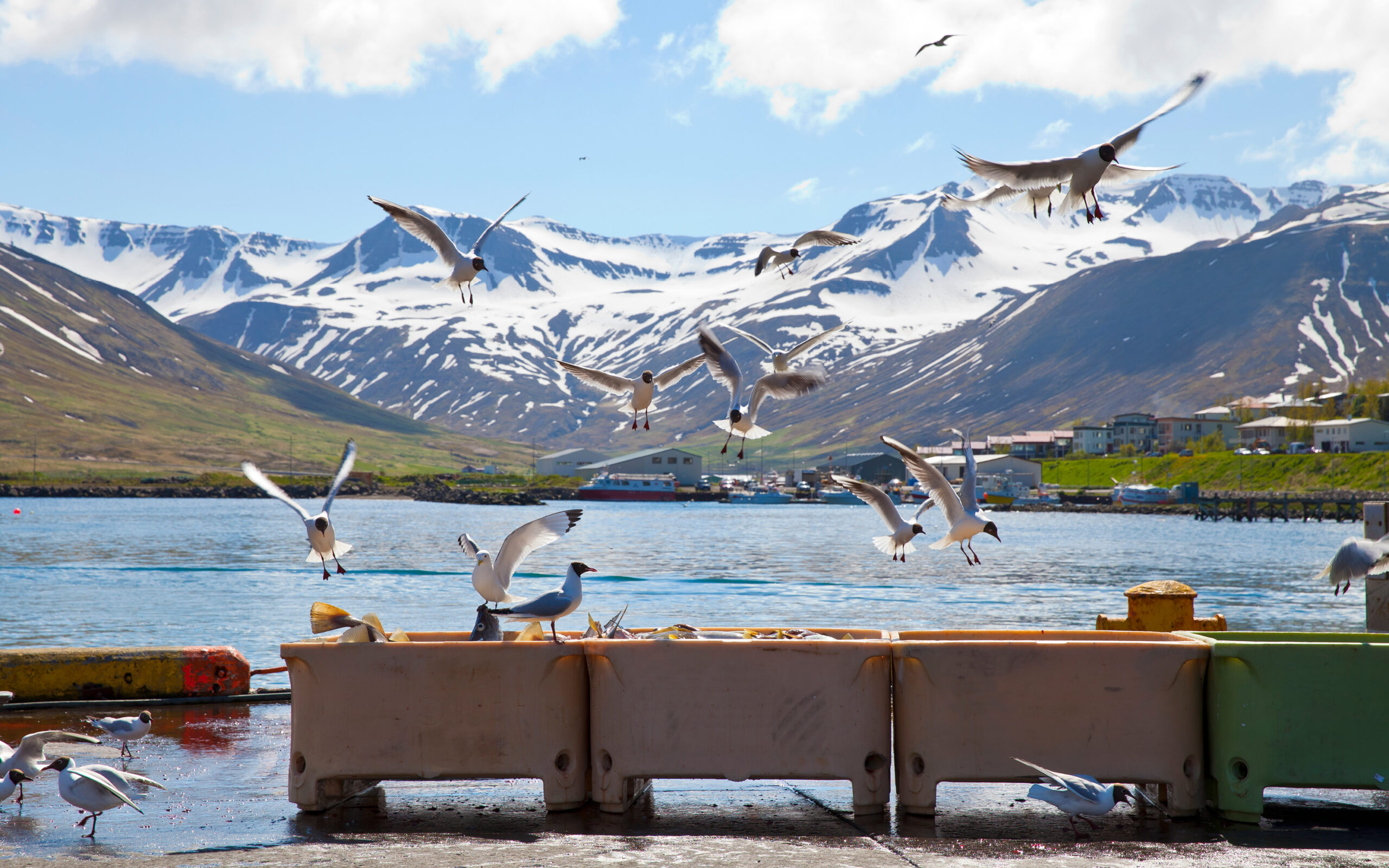 Island siglufjordur maager ved havnen istock scaled