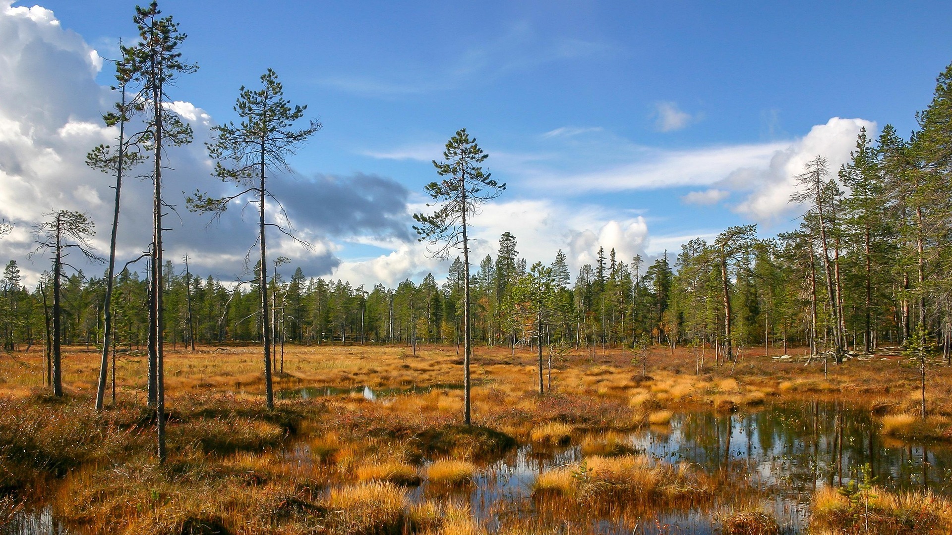 finland Lapland wilderness hotels autumn skov